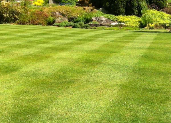 Commercial Grass Cutting in Rockledge