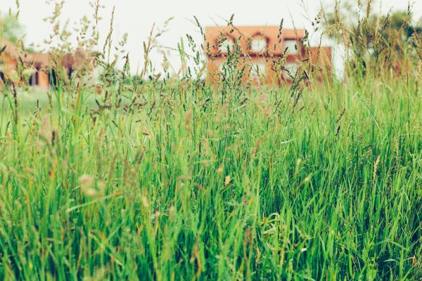 Tall Grass Cutting in Rockledge