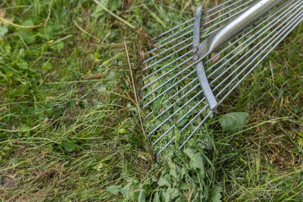 Thatch Raking in Rockledge