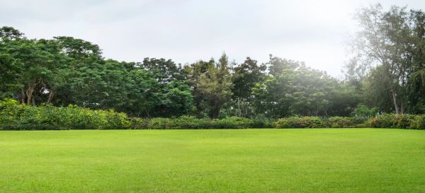Golf Course Mowing in Rockledge